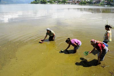 cyanobacteria